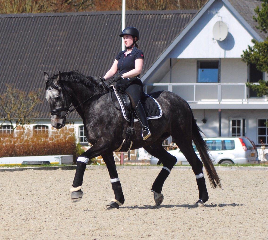 Dansk Varmblod Kirkelodgaard's Chivas billede 7