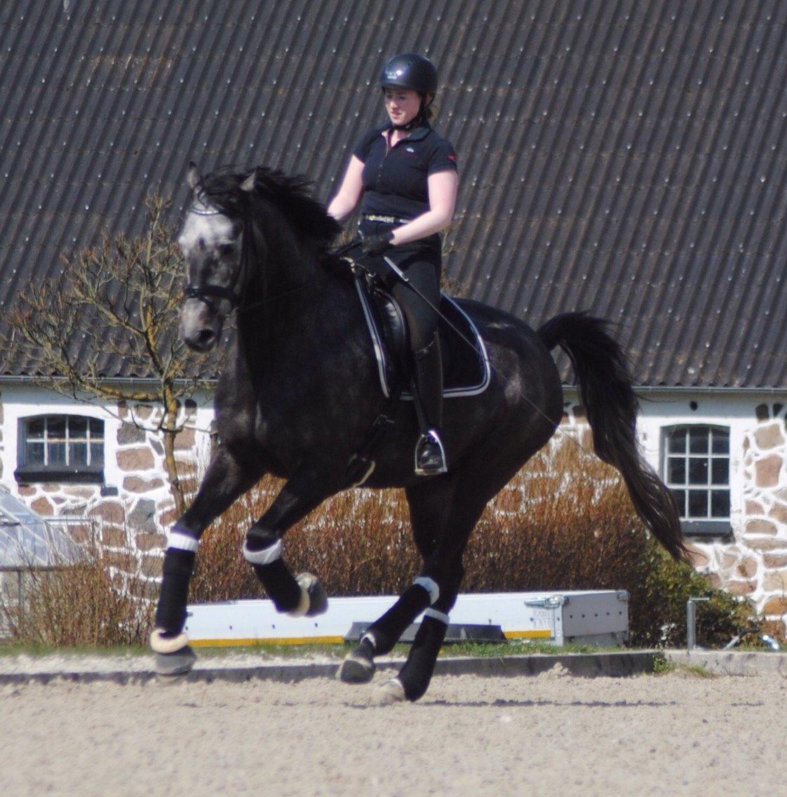 Dansk Varmblod Kirkelodgaard's Chivas billede 6