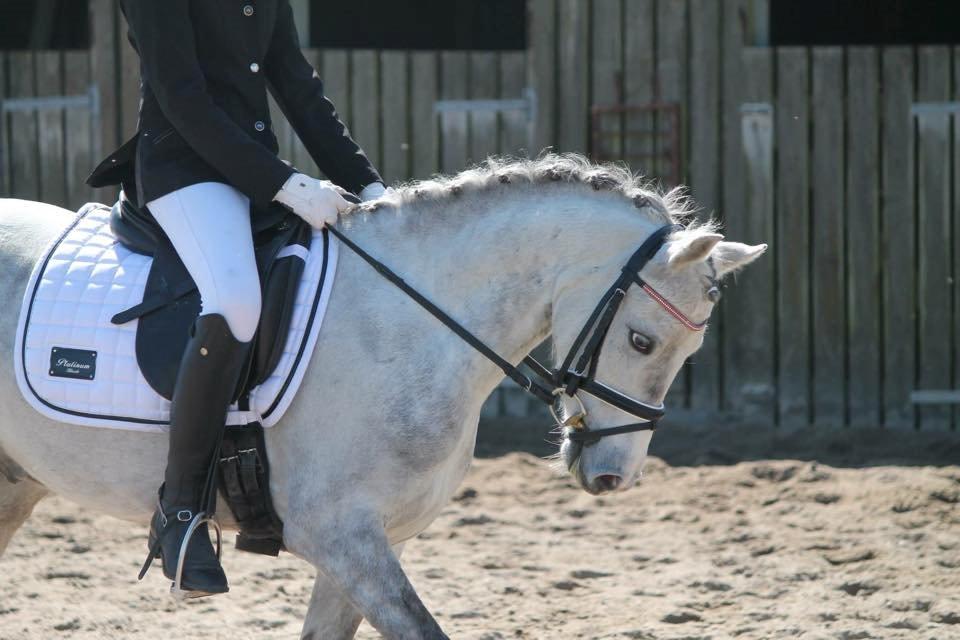 Welsh Pony (sec B) Kroggaardens Don Pedro billede 19