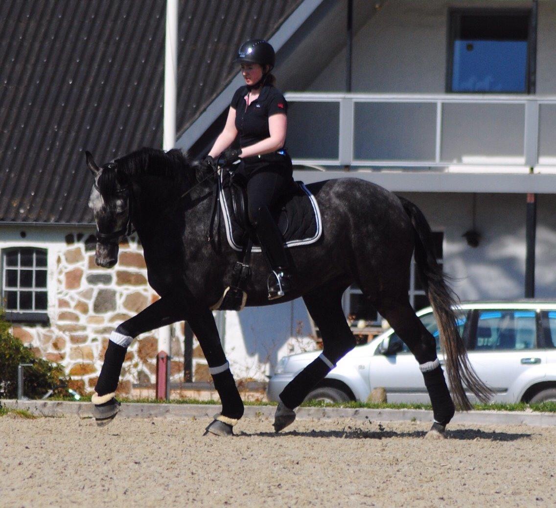 Dansk Varmblod Kirkelodgaard's Chivas billede 8