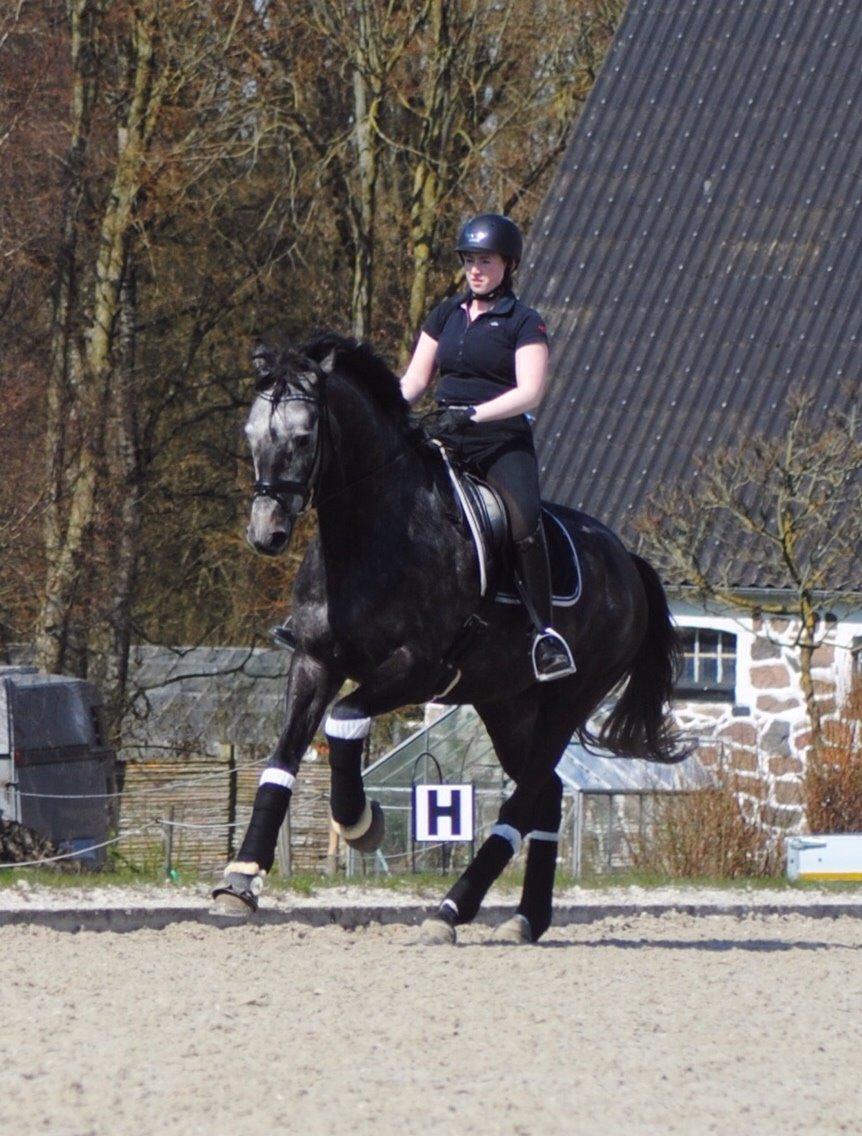 Dansk Varmblod Kirkelodgaard's Chivas billede 9