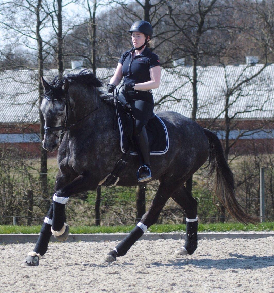 Dansk Varmblod Kirkelodgaard's Chivas billede 10