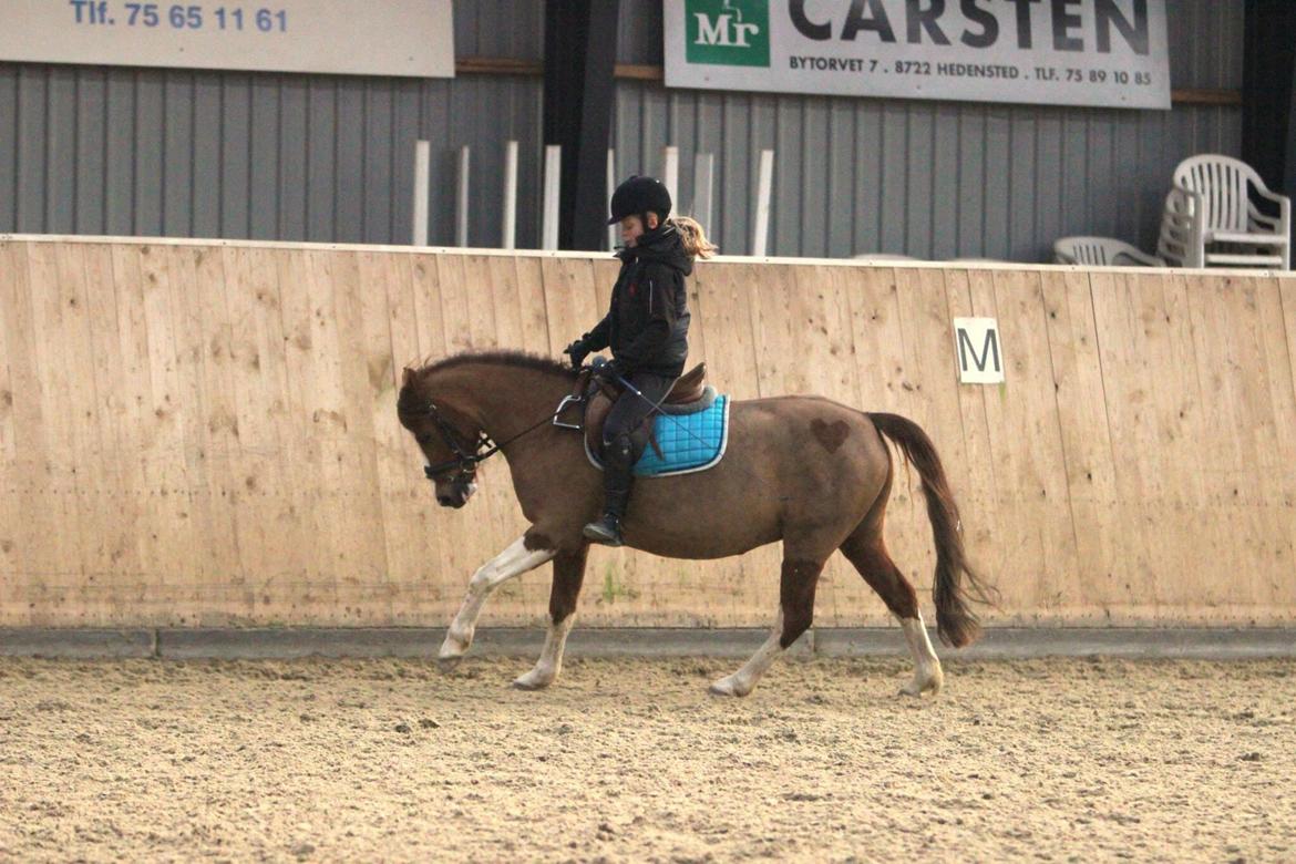 Welsh Partbred (Sec F) Stendyssens sheevaney billede 4