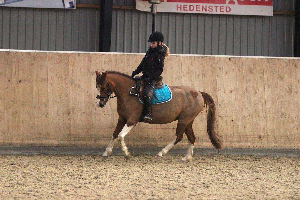 Welsh Partbred (Sec F) Stendyssens sheevaney billede 6