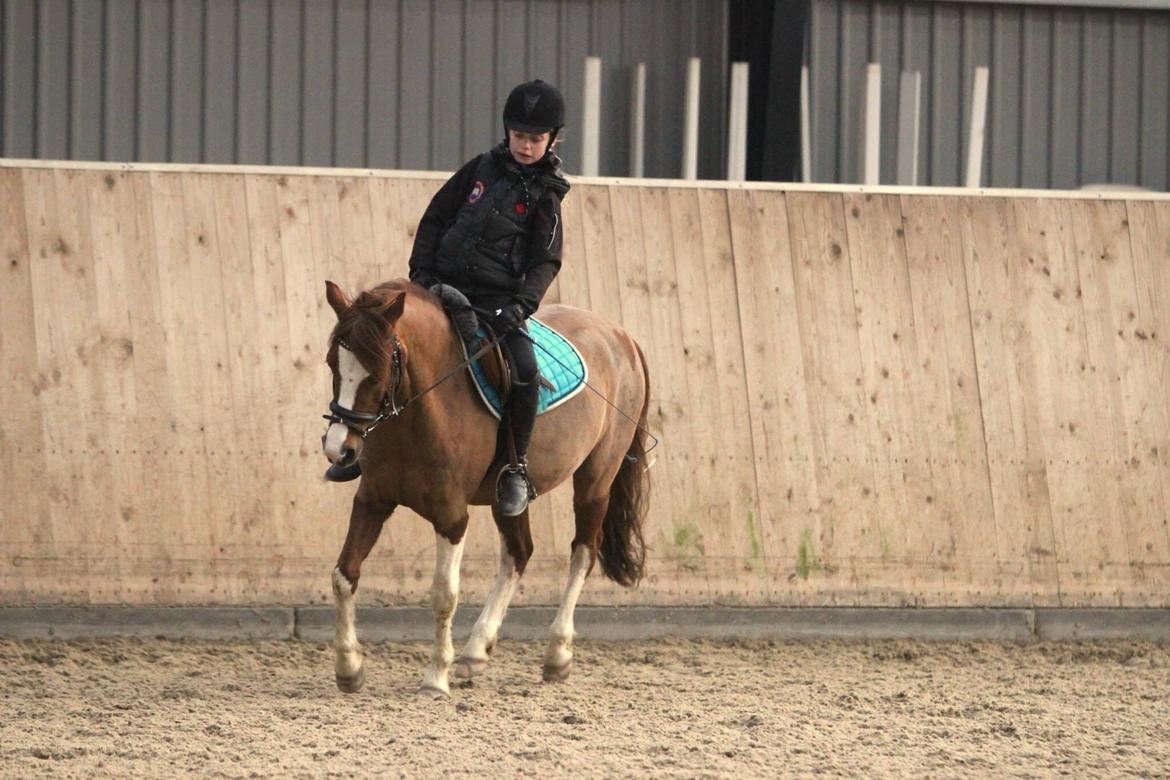 Welsh Partbred (Sec F) Stendyssens sheevaney billede 9