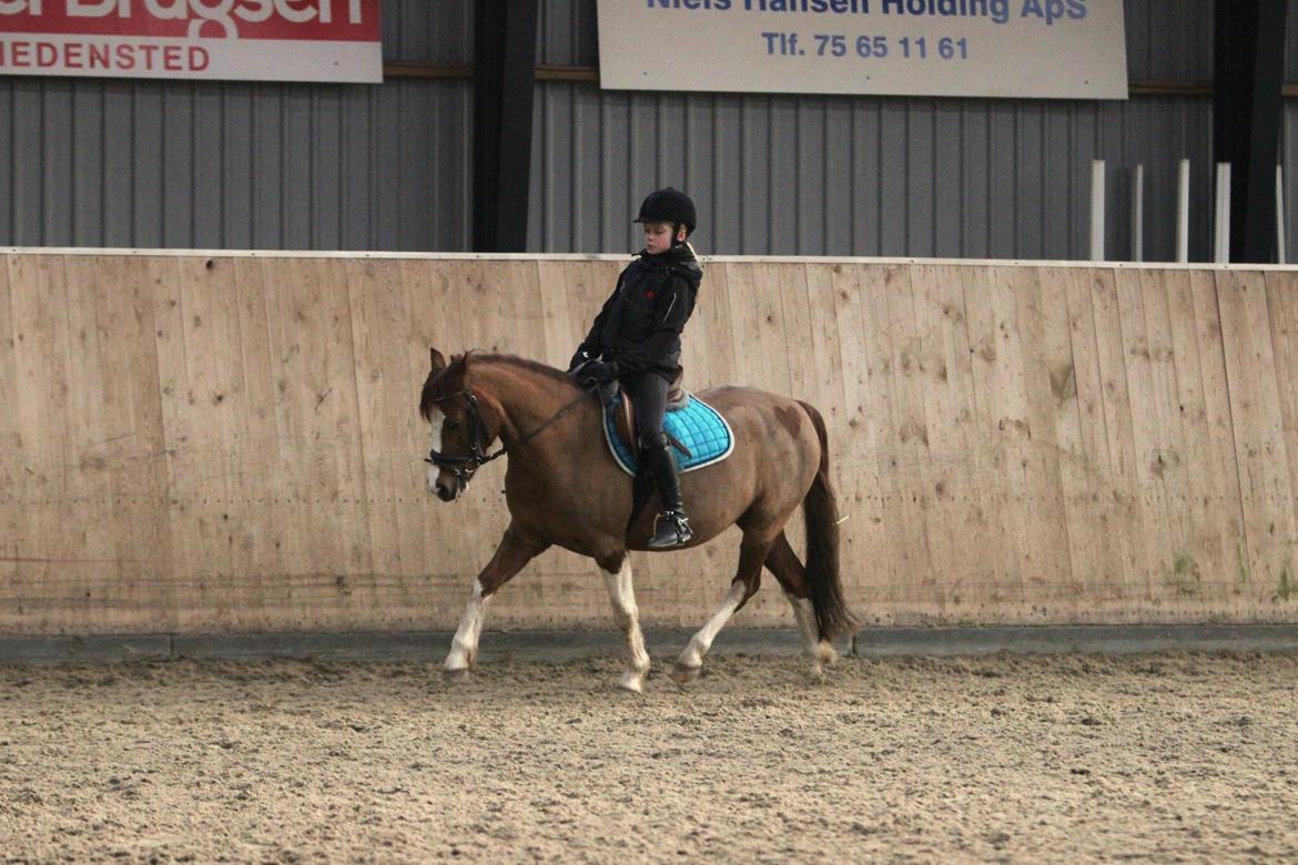 Welsh Partbred (Sec F) Stendyssens sheevaney billede 13