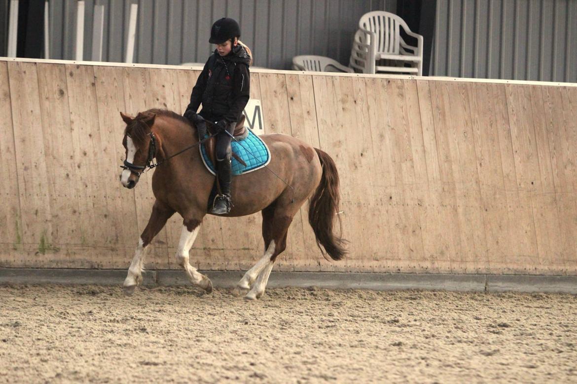 Welsh Partbred (Sec F) Stendyssens sheevaney billede 8