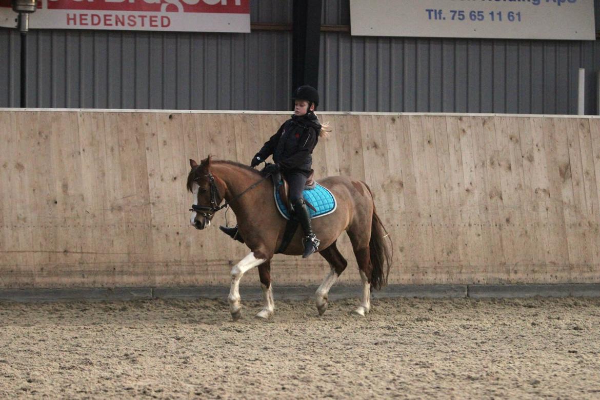 Welsh Partbred (Sec F) Stendyssens sheevaney billede 14