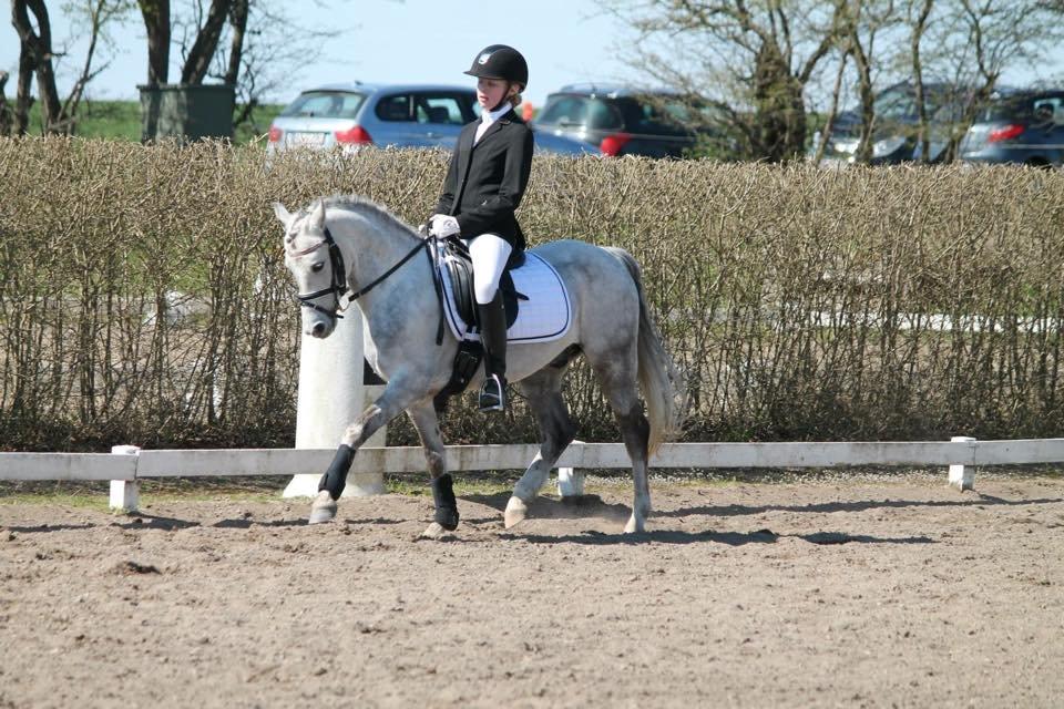 Welsh Pony (sec B) Kroggaardens Don Pedro billede 18