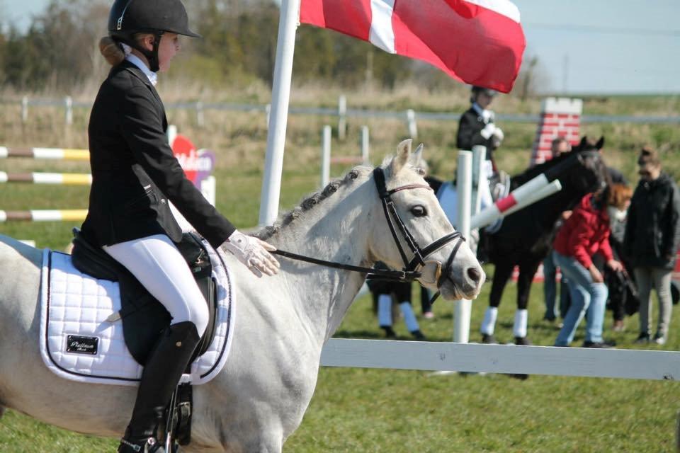 Welsh Pony (sec B) Kroggaardens Don Pedro billede 20