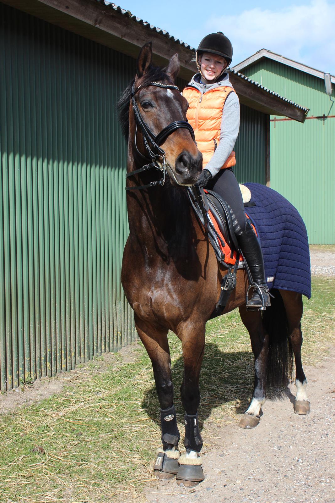 Trakehner M-speedy - Smukke basse - April 2015 billede 12