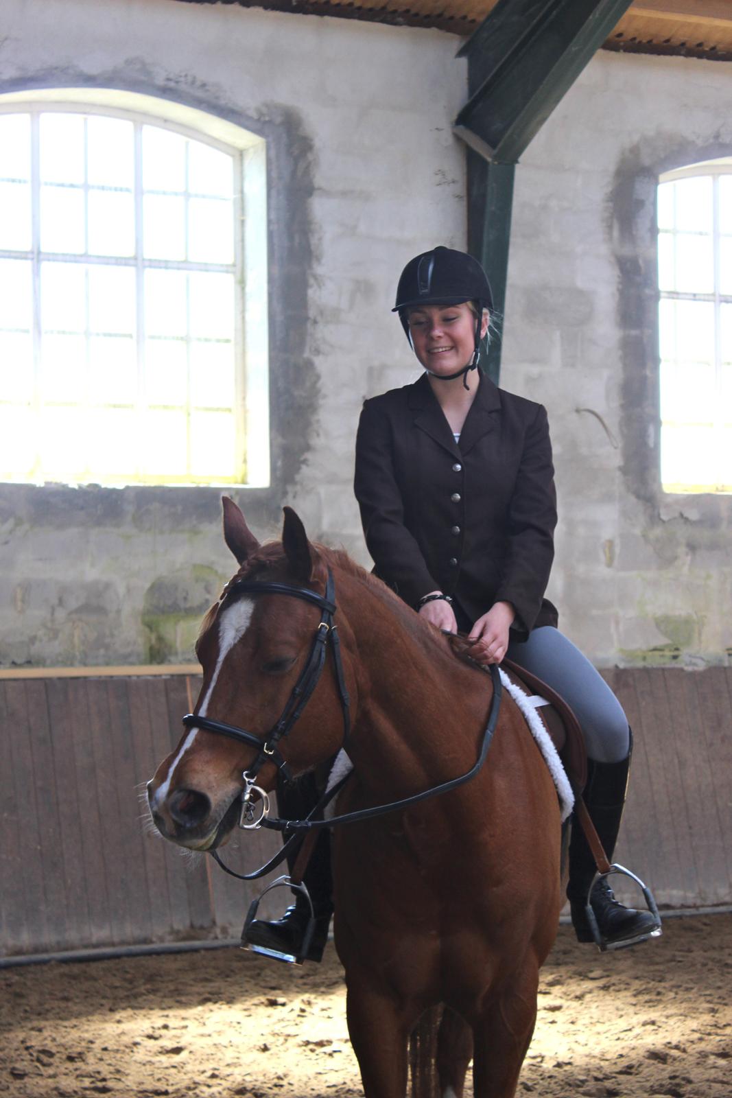 Quarter Starlight Xpress - Seeee hvor sød og dejlig han er i hunter-udstyr!! <3 billede 11