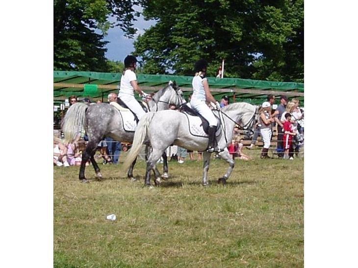 Connemara Frederiksminde Sir Prize billede 18