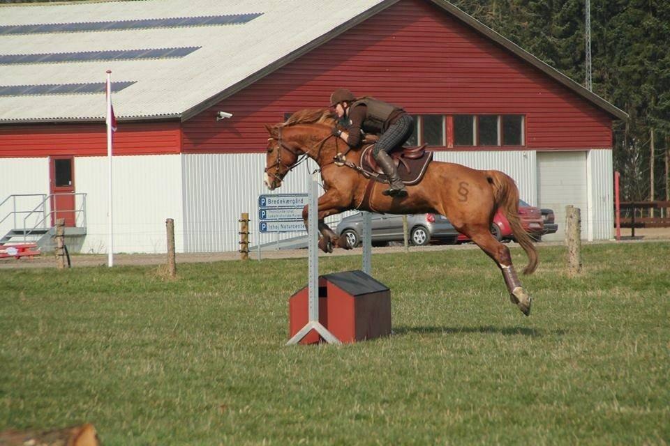 Dansk Varmblod Paragraff billede 31