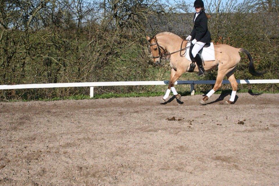 Anden særlig race Sally - Første LC1 billede 14