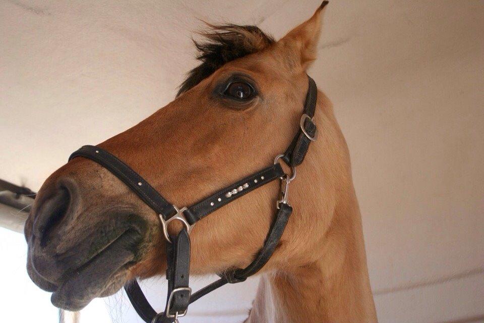 Anden særlig race Sally billede 16