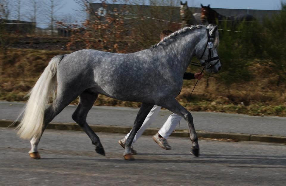 New Forest AB Jetstream - Hingstekåring feb. 2015 billede 8