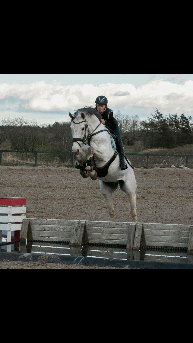 Dansk Varmblod catano billede 1