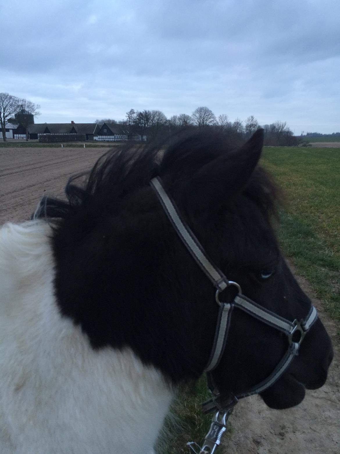 Shetlænder Izmo billede 6