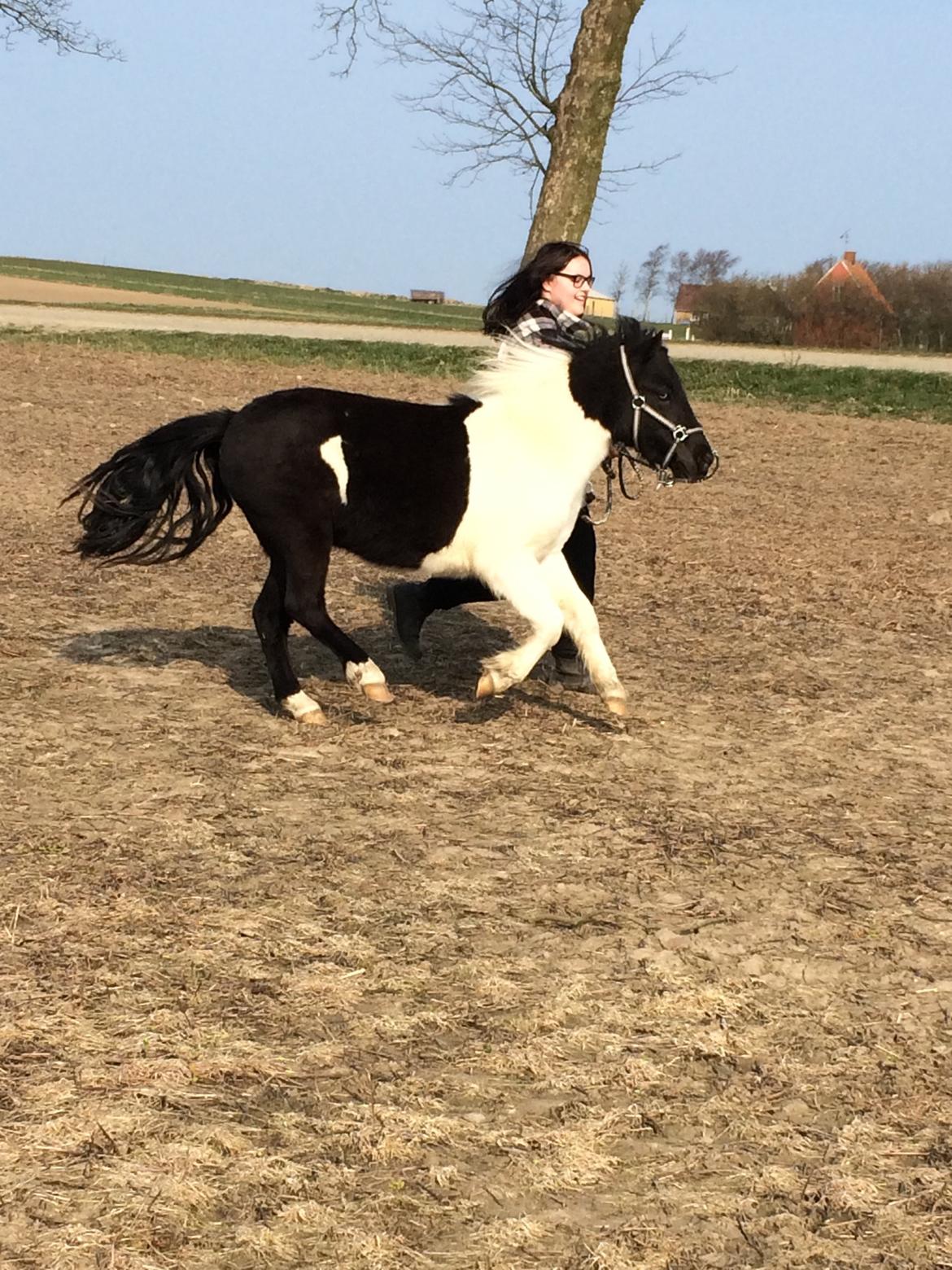 Shetlænder Izmo billede 8