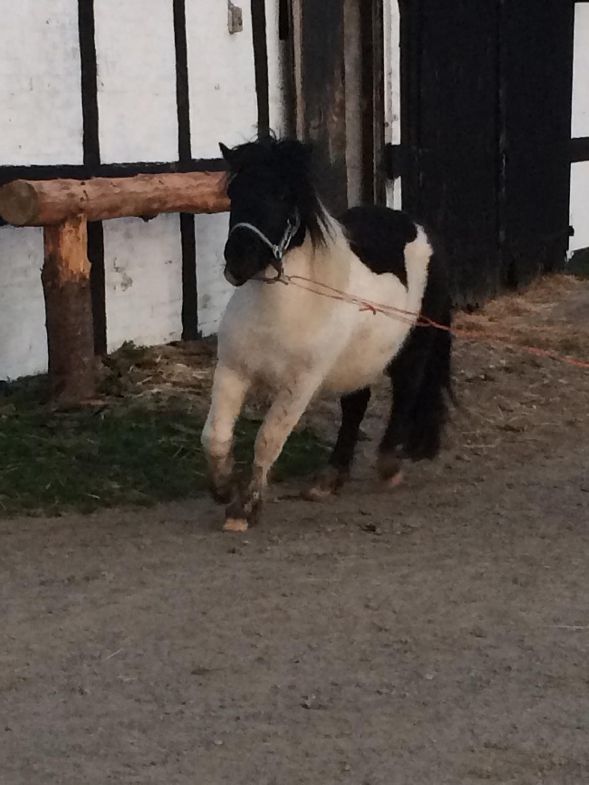 Shetlænder Izmo billede 7