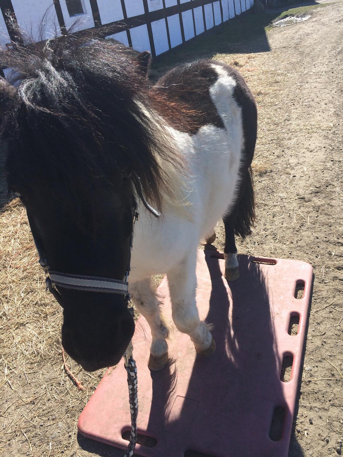 Shetlænder Izmo billede 12