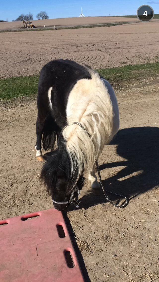 Shetlænder Izmo billede 9