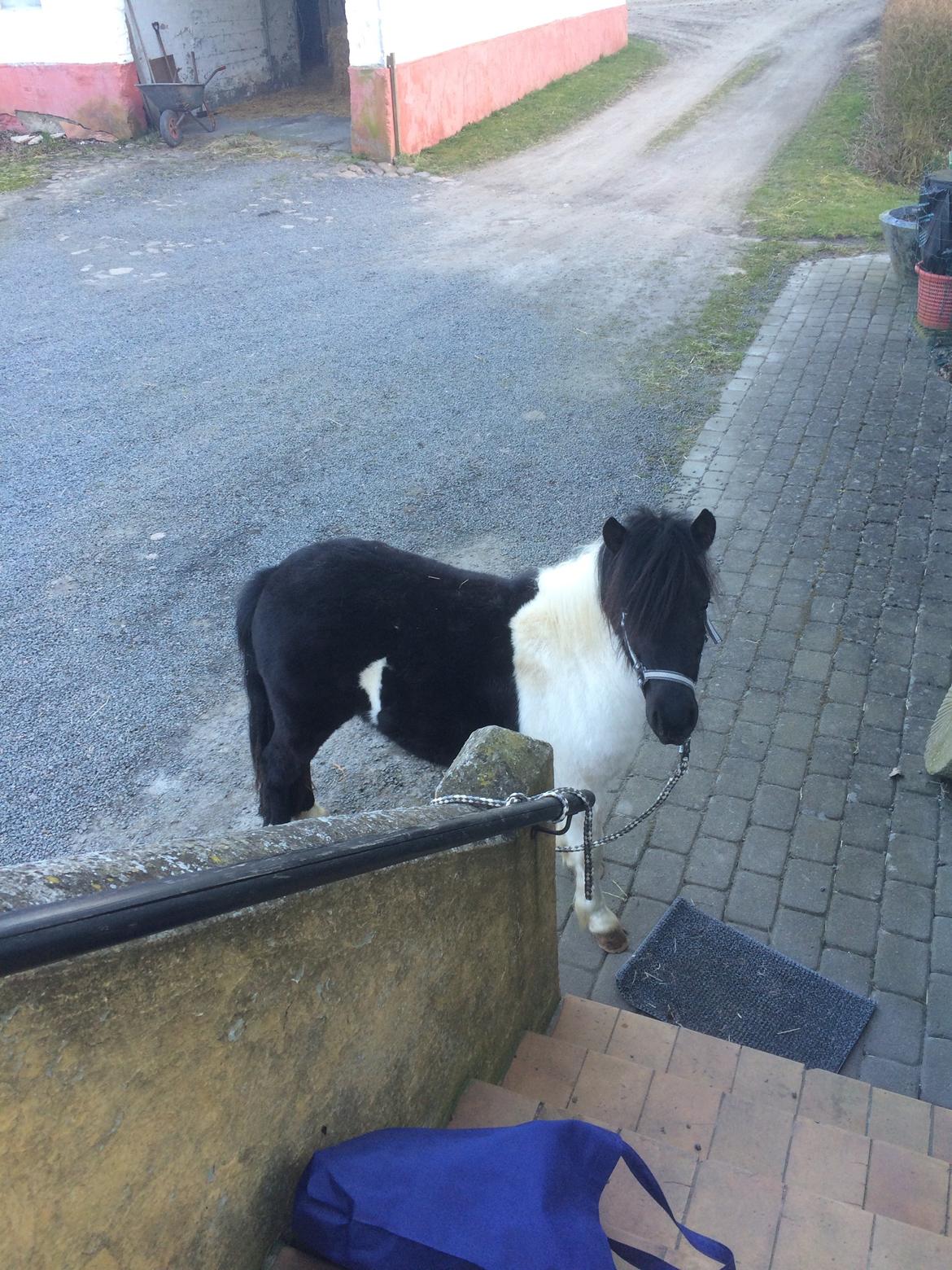 Shetlænder Izmo billede 13