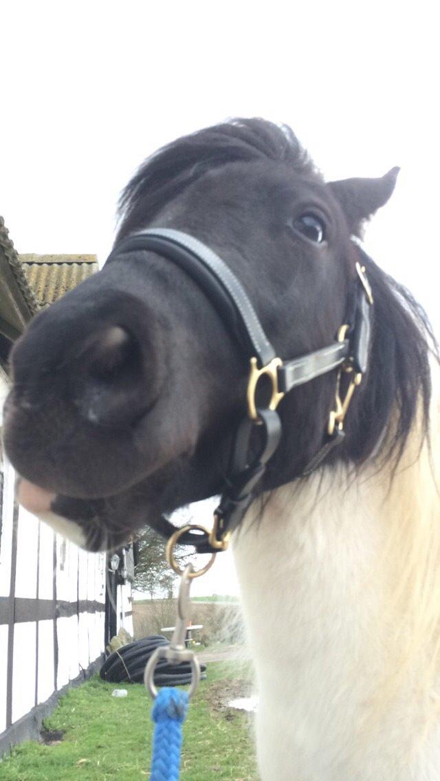 Shetlænder Izmo billede 15