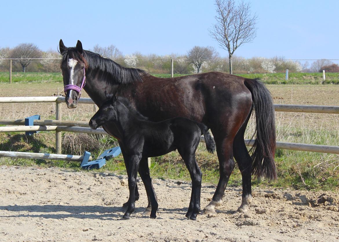 Oldenborg Beyonce M.A.T.C.H - Søde Bine og hendes første føl <3 billede 1