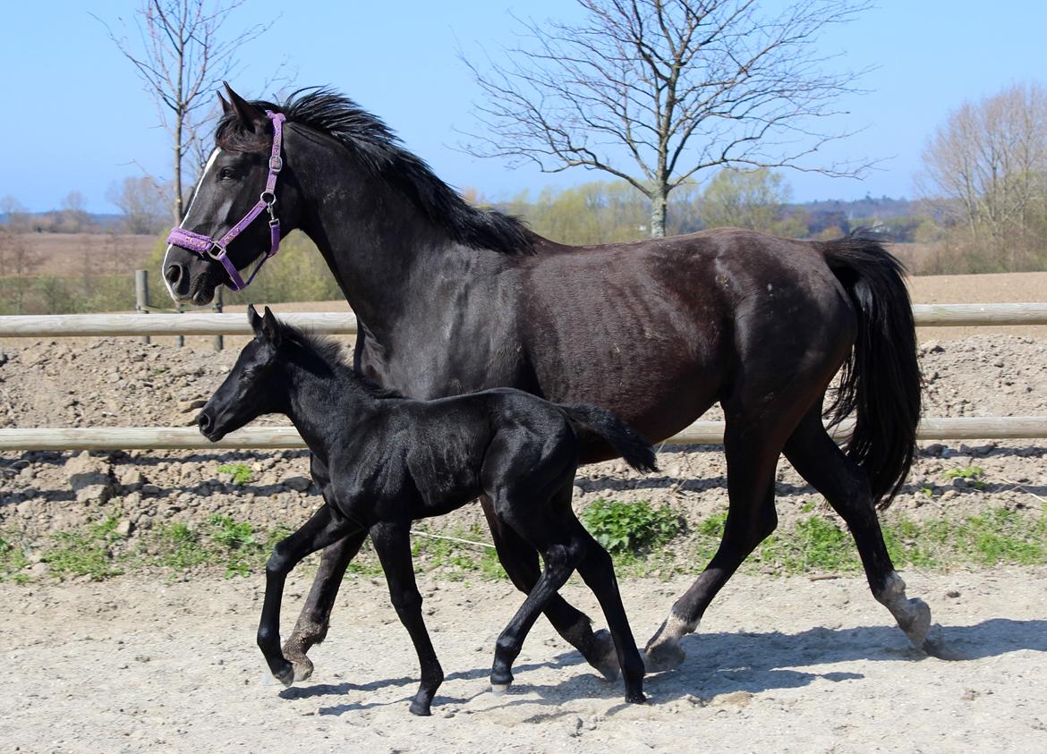 Oldenborg Beyonce M.A.T.C.H - Hoppeføl, lille C - f. Freigraff af Hvarre.  billede 9