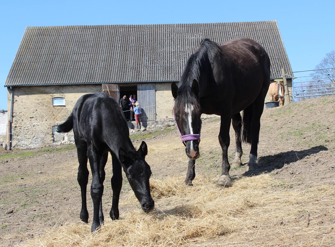 Oldenborg Beyonce M.A.T.C.H - Smukke og glade heste. billede 18