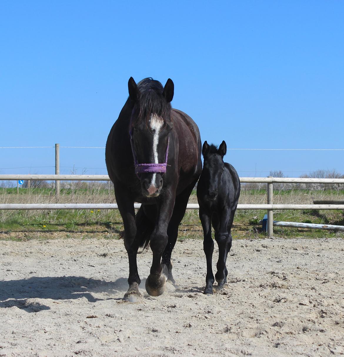 Oldenborg Beyonce M.A.T.C.H - Yndlings hopperne <3 billede 12