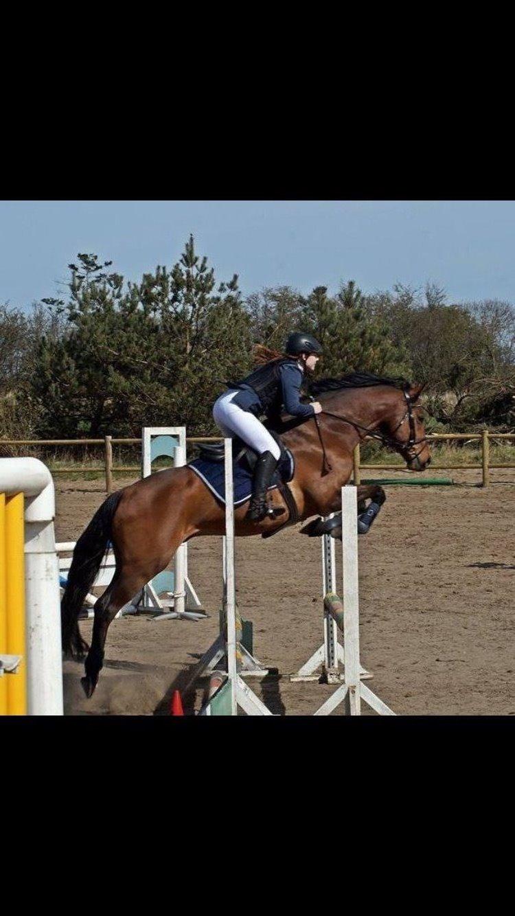 Dansk Varmblod Lacor HH (Solgt) billede 15