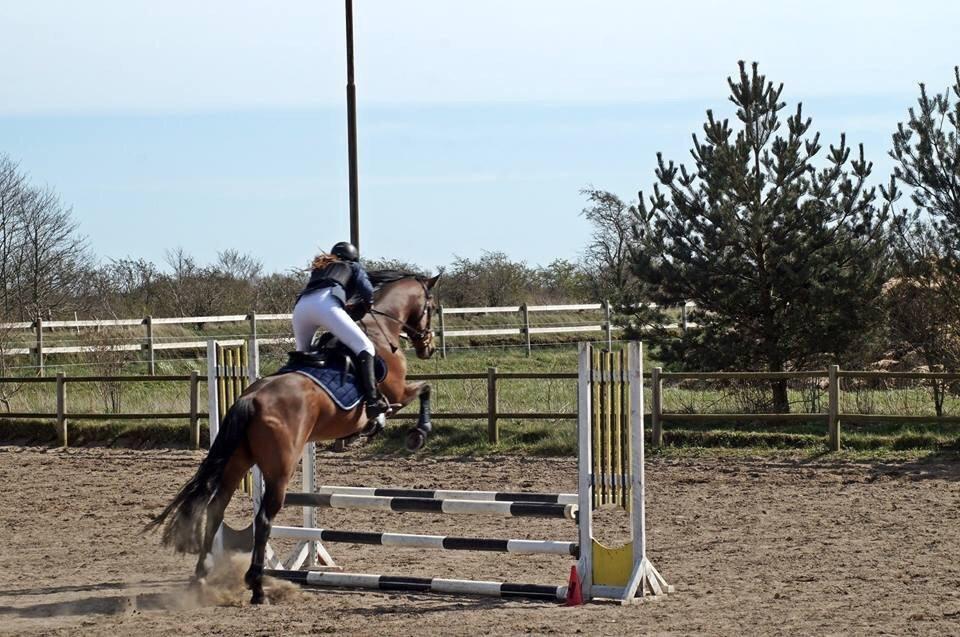 Dansk Varmblod Lacor HH (Solgt) billede 16