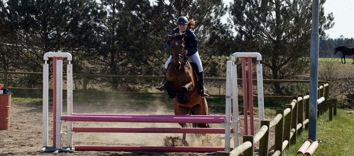 Dansk Varmblod Lacor HH (Solgt) billede 17