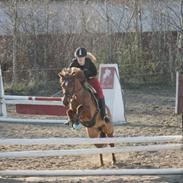 New Forest Åstratorps Mingla