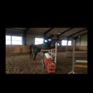 Welsh Partbred (Sec F) Solhøj's Phoenix