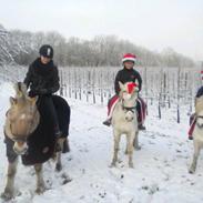 Welsh Mountain (sec A) Iben