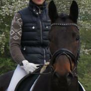 Anden særlig race Søgårdens qashqai solgt 