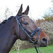 Anden særlig race Søgårdens qashqai solgt 