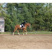 DSP Hededahls De Flax