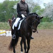 Tysk Sportspony Chester