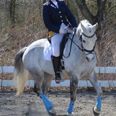 DSP Grønborgs Cassius Clay (B-Pony)