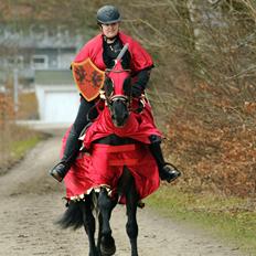 Lusitano Macho De José