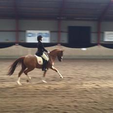 DSP Filur af Grønagergård *1/3 A-Pony*