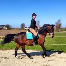 Dansk Varmblod May Spirit