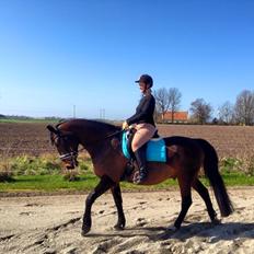 Dansk Varmblod May Spirit