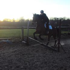 Anden særlig race Mason