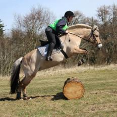 Fjordhest KIRSTINE VÅRBY